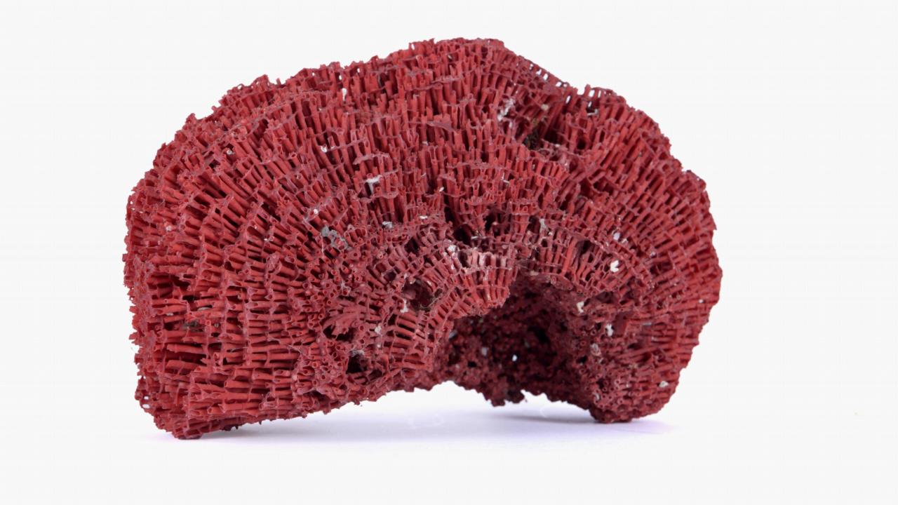 Red coral