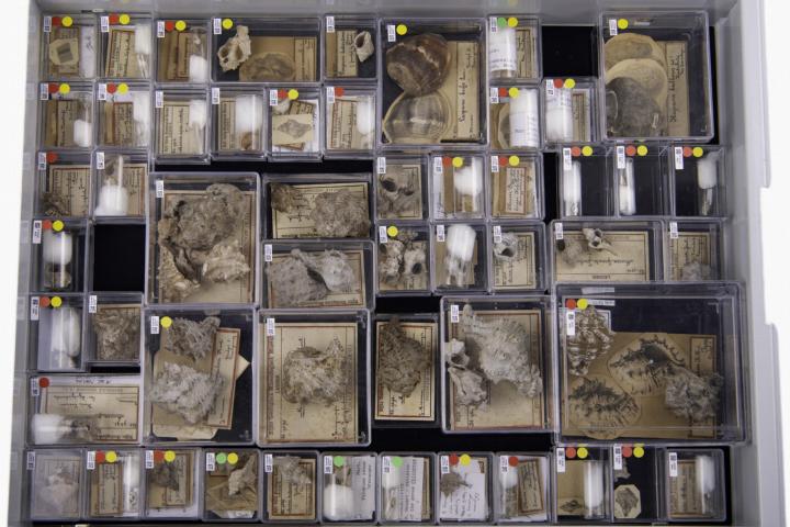 Drawer Martin Collection