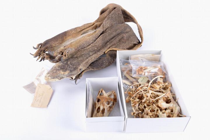 Skeleton of a reptile