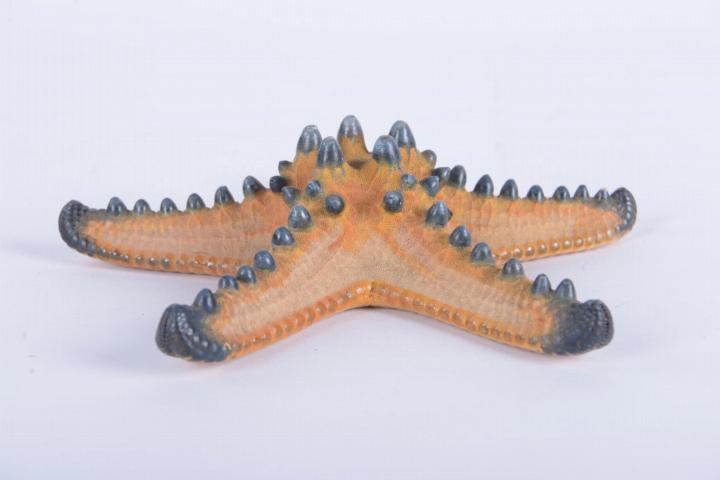 Dried sea urchin