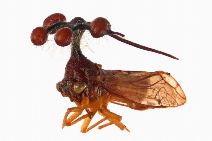 Crown-bearing thorn-hopper