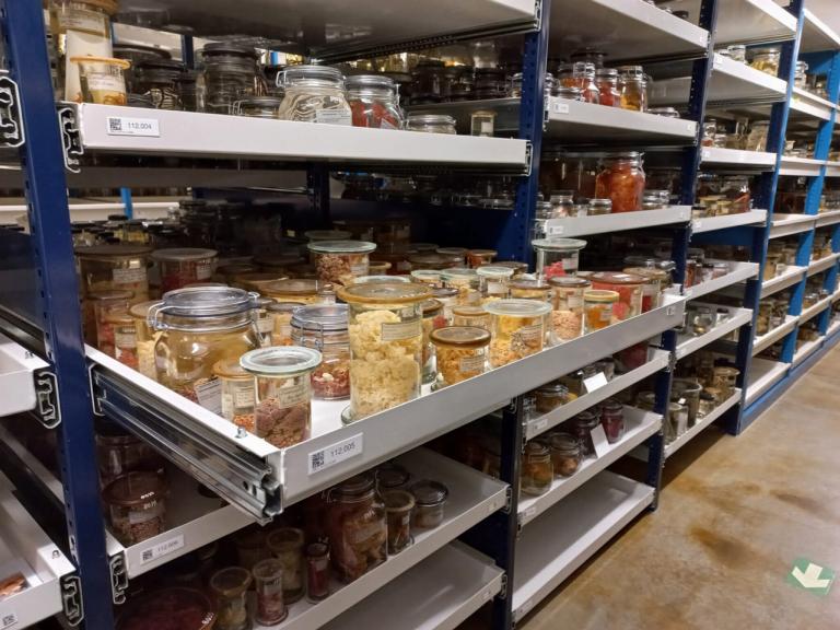 Jars full of soft coral on formaldehyde