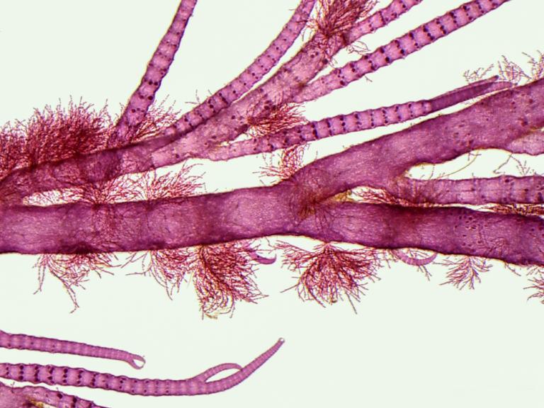 Epiphytic seaweeds can in turn also harbour even smaller epiphytes.